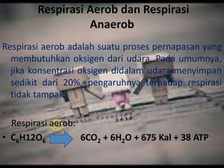 Respirasi Aerob dan Respirasi
                  Anaerob
Respirasi aerob adalah suatu proses pernapasan yang
  membutuhkan oksigen dari udara. Pada umumnya,
  jika konsentrasi oksigen didalam udara menyimpan
  sedikit dari 20%, pengaruhnya terhadap respirasi
  tidak tampak.

  Respirasi aerob:
• C6H12O6          6CO2 + 6H2O + 675 Kal + 38 ATP
 