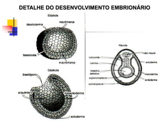 DETALHE DO DESENVOLVIMENTO EMBRIONÁRIO
 