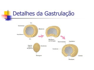 Detalhes da Gastrulação
 