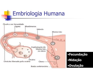 Embriologia Humana
•Fecundação
•Nidação
•Ovulação
 