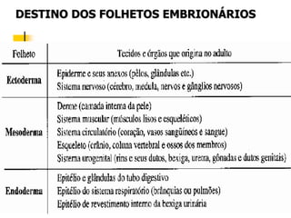DESTINO DOS FOLHETOS EMBRIONÁRIOS
 