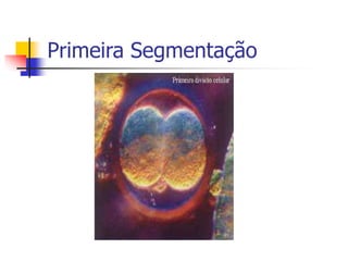 Primeira Segmentação
 