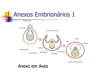 Anexos Embrionários 1
Anexo em Aves
 