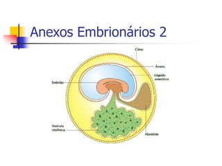 Anexos Embrionários 2
 