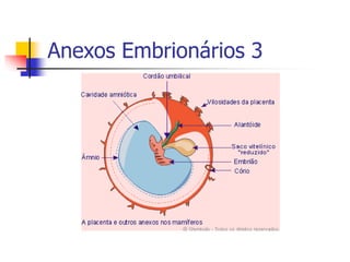 Anexos Embrionários 3
 