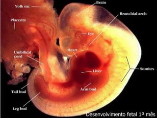 Desenvolvimento fetal 1º mês
 