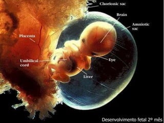Desenvolvimento fetal 2º mês
 