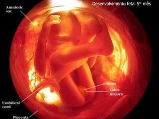 Desenvolvimento fetal 5º mês
 