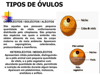 TIPOS DE ÓVULOS
OLIGOLÉCITOS / ISOLÉCITOS / ALÉCITOS
São aqueles que possuem pequena
quantidade de vitelo uniformemente
distribuída pelo citoplasma. São próprios
das espécies nas quais o embrião não
obtém alimento do ovo, mas do corpo
materno ou do meio ambiente. Aparecem
em espongiários, celenterados,
protocordados e mamíferos.
HETEROLÉCITOS / MEDIOLÉCITOS
Apresentam nítida polaridade, distinguindo-
se o pólo animal com pequena quantidade
de vitelo, e o pólo vegetativo com
abundante quantidade de vitelo, permitindo
a nutrição do embrião durante algum tempo.
Aparecem em platelmintos, moluscos,
anelídeos e anfíbio.
 