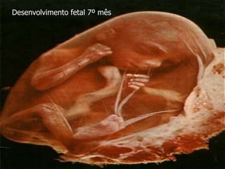 Desenvolvimento fetal 7º mês
 