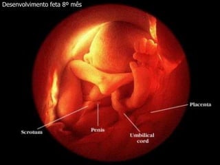 Desenvolvimento feta 8º mês
 