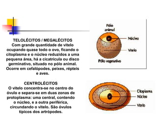 TELOLÉCITOS / MEGALÉCITOS
Com grande quantidade de vitelo
ocupando quase todo o ovo, ficando o
citoplasma e o núcleo reduzidos a uma
pequena área, há a cicatrícula ou disco
germinativo, situado no pólo animal.
Ocorre em cefalópodes, peixes, répteis
e aves.
CENTROLÉCITOS
O vitelo concentra-se no centro do
óvulo e separa-se em duas zonas de
protoplasma: uma central, contendo
o núcleo, e a outra periférica,
circundando o vitelo. São óvulos
típicos dos artrópodes.
 