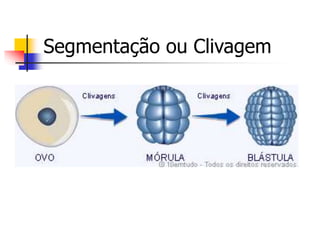 Segmentação ou Clivagem
 