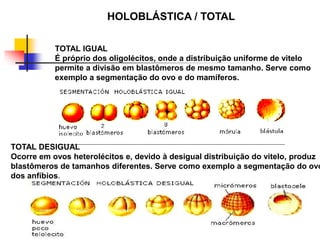 HOLOBLÁSTICA / TOTAL
TOTAL DESIGUAL
Ocorre em ovos heterolécitos e, devido à desigual distribuição do vitelo, produz
blastômeros de tamanhos diferentes. Serve como exemplo a segmentação do ovo
dos anfíbios.
TOTAL IGUAL
É próprio dos oligolécitos, onde a distribuição uniforme de vitelo
permite a divisão em blastômeros de mesmo tamanho. Serve como
exemplo a segmentação do ovo e do mamíferos.
 