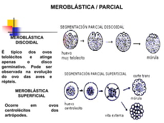 MEROBLÁSTICA
DISCOIDAL
É típico dos ovos
telolécitos e atinge
apenas o disco
germinativo. Pode ser
observada na evolução
do ovo das aves e
répteis.
MEROBLÁSTICA
SUPERFICIAL
Ocorre em ovos
centrolécitos dos
artrópodes.
MEROBLÁSTICA / PARCIAL
 