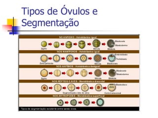 Tipos de Óvulos e
Segmentação
 