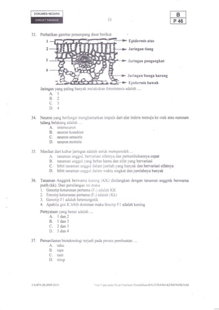 DOKUMEN NEGARA

                                                      ll

33.   Perhatikan gambar penampang daun berikut,
                                                                        Epidermis atas

                                                                       Jaringan tiang


                                                                       .Iaringan pengangkut


                                                                       Jaringan bunga karang
                                                                        Epidermis bawah
      Jaringan yang paling banyak melakukan fotosintesis adalah ....
             A. I
             B.2
             c.3
             D.4
34. Neuron yang berfungsi menghantarkan impuls dari alat indera menuju ke otak atau sumsum
    tulang belakang adalah ....
             A.interneuron
             B.neuron konektor
             C.neuron sensoris
             D.neuron motoris

35,   Manfaat dari kultur jaringan adalah unfuk memperoleh ....
             A.tanaman unggul, bervariasi sifatnya dan pertumbuhannya cepat
             B.tanaman unggul yang bebas hama dan sifat yang bervariasi
             C.bibit tanaman unggul dalam jumlah yang banyak dan bervariasi sifatnya
             D.bibit tanaman unggul dalam waktu singkat dan jumlahnya banyak

36.   Tanaman Anggrek berwama kuning (KK) disilangkan dengan tanaman anggrek berwarna
      putih (kk). Dari persilangan ini maka:
      1. Genotip keturunan pertama (Fr) adalah KK
      2. Fenotip keturunan pertama (F;) adalah (Kk)
      3. Genotip Fl adalah heterozigotik
      4. Apabila gen K lebih dominan maka fenotip Fl adalah kuning
      Pernyataan yang benar adalah ....
             A. l dan2
             B. ldan3
             C. 2 dan3
             D. 3dan4
Jt.   Pemanfaatan bioteknologi terjadi pada proses pembuatan ....
             A.tahu
             B.tape
             C.nasi
             D. sirup



c4-il,4-10-2009i20   I   0                ' IIak ('ipta patla l)trsal ['cnilaian l'cndidikan-l]Al,ll'llANG-KFIMI-INDIKNAS
 