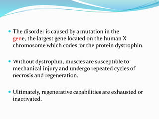  The disorder is caused by a mutation in the
gene, the largest gene located on the human X
chromosome which codes for the protein dystrophin.
 Without dystrophin, muscles are susceptible to
mechanical injury and undergo repeated cycles of
necrosis and regeneration.
 Ultimately, regenerative capabilities are exhausted or
inactivated.
 
