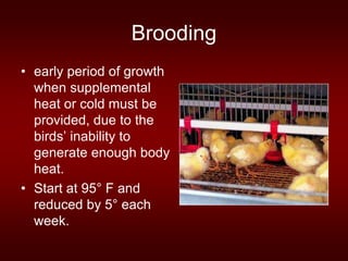 Brooding
• early period of growth
when supplemental
heat or cold must be
provided, due to the
birds’ inability to
generate enough body
heat.
• Start at 95° F and
reduced by 5° each
week.
 