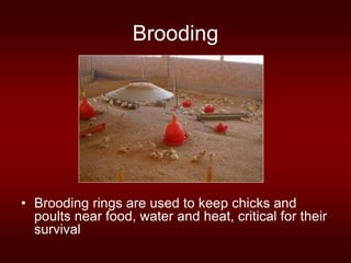 Brooding
• Brooding rings are used to keep chicks and
poults near food, water and heat, critical for their
survival
 