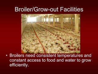 Broiler/Grow-out Facilities
• Broilers need consistent temperatures and
constant access to food and water to grow
efficiently.
 