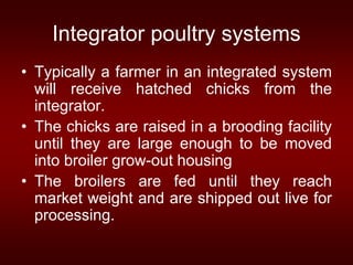 Integrator poultry systems
• Typically a farmer in an integrated system
will receive hatched chicks from the
integrator.
• The chicks are raised in a brooding facility
until they are large enough to be moved
into broiler grow-out housing
• The broilers are fed until they reach
market weight and are shipped out live for
processing.
 