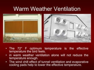 Warm Weather Ventilation
• The 72° F optimum temperature is the effective
temperature the bird feels.
• in warm weather ventilation alone will not reduce the
temperature enough.
• The wind chill effect of tunnel ventilation and evaporative
cooling pads help to lower the effective temperature.
 