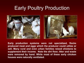Early Poultry Production
Early production systems were not specialized, flocks
produced meat and eggs which the producer could utilize or
sell. Many rural and even urban families raised chickens to
supplement their income. Note the dirt floor, litter and waste
were removed by hand. While most of these early chicken
houses were naturally ventilated.
 