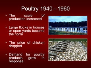 Poultry 1940 - 1960
• The scale of
production increased
• Large flocks in houses
or open yards became
the norm
• The price of chicken
dropped
• Demand for poultry
products grew in
response
 