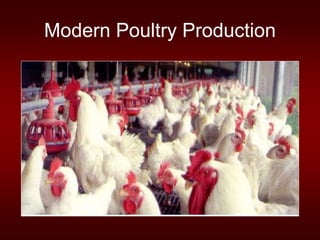 Modern Poultry Production
 