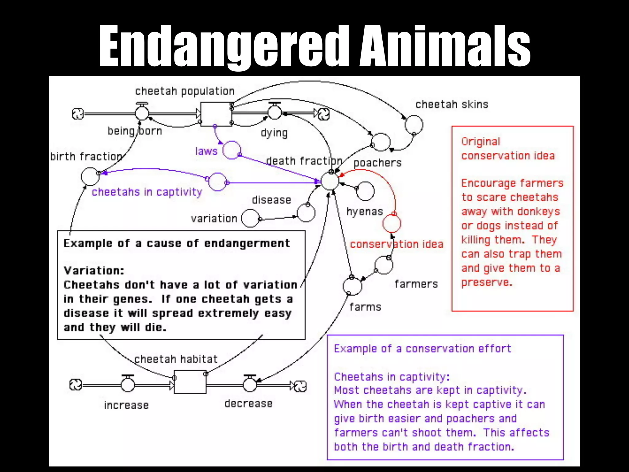 Endangered Animals
 