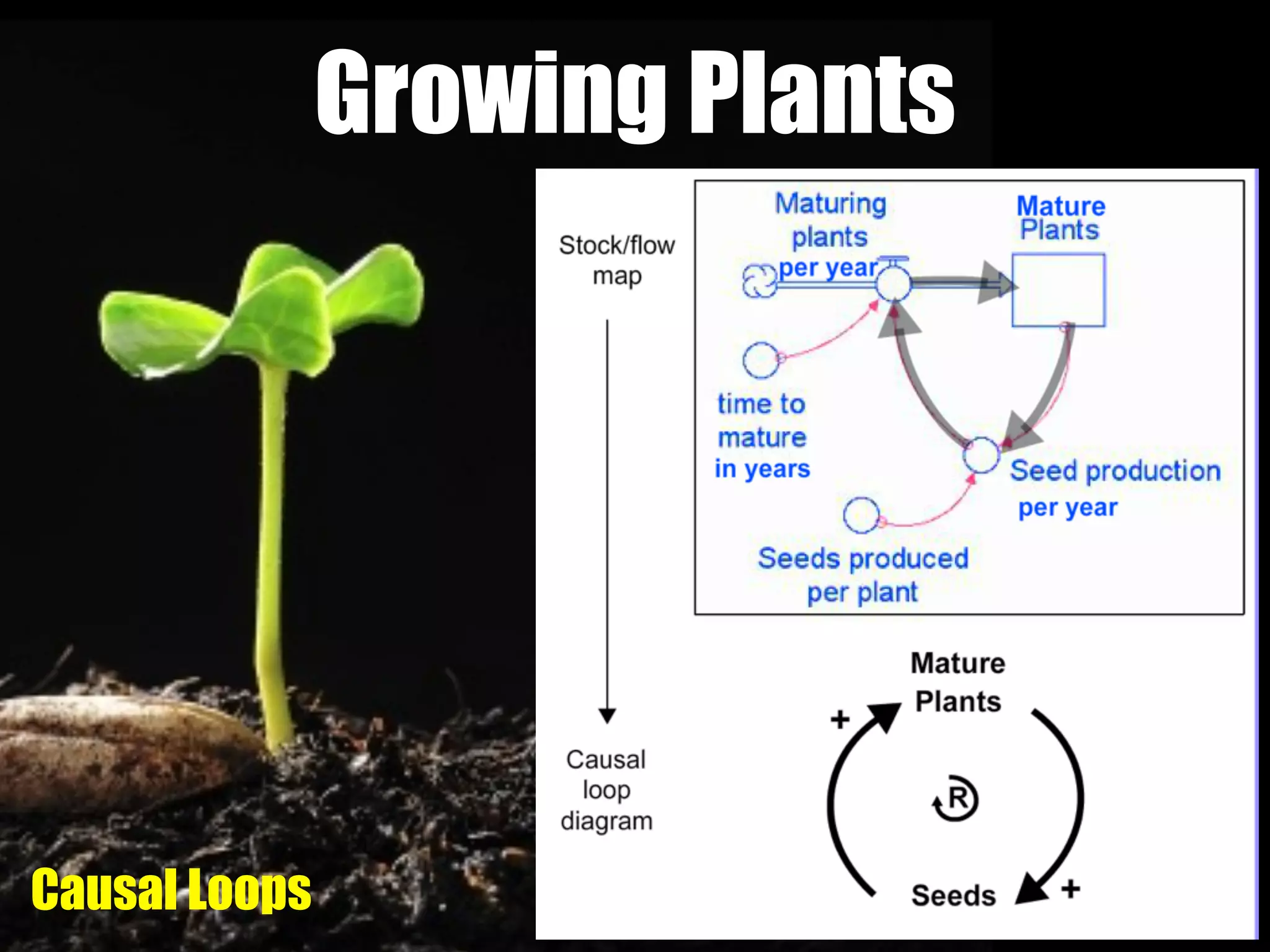 Growing Plants
Causal Loops
 