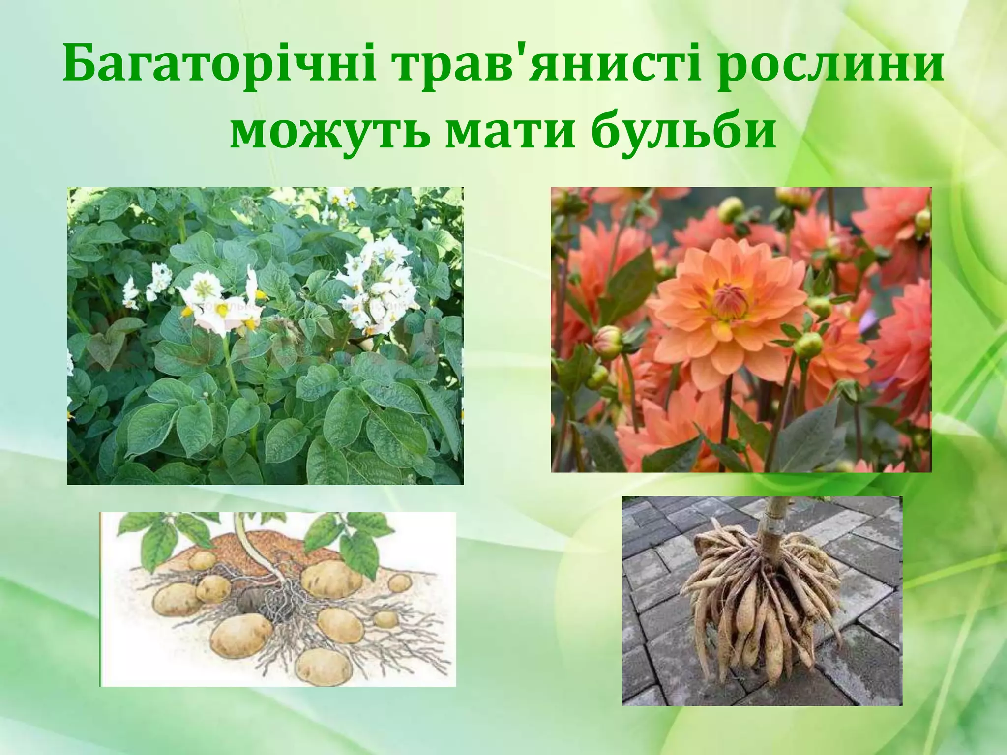 Багаторічні трав'янисті рослини
можуть мати бульби
 