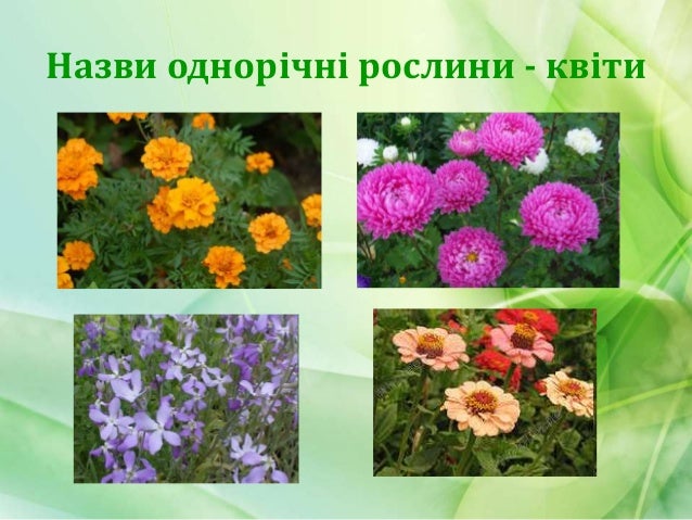 Однорічні та багаторічні рослини. Природознавство 2 клас