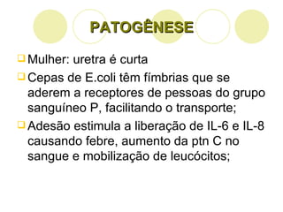 PATOGÊNESE Mulher: uretra é curta Cepas de E.coli têm fímbrias que se aderem a receptores de pessoas do grupo sanguíneo P, facilitando o transporte; Adesão estimula a liberação de IL-6 e IL-8 causando febre, aumento da ptn C no sangue e mobilização de leucócitos; 