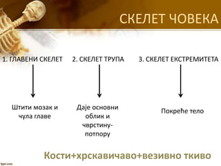 СКЕЛЕТ ЧОВЕКА
1. ГЛАВЕНИ СКЕЛЕТ
Штити мозак и
чула главе
Даје основни
облик и
чврстину-
потпору
Покреће тело
2. СКЕЛЕТ ТРУПА 3. СКЕЛЕТ ЕКСТРЕМИТЕТА
Кости+хрскавичаво+везивно ткиво
 
