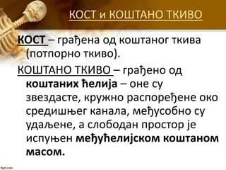 КОСТ и КОШТАНО ТКИВО
КОСТ – грађена од коштаног ткива
(потпорно ткиво).
КОШТАНО ТКИВО – грађено од
коштаних ћелија – оне су
звездасте, кружно распоређене око
средишњег канала, међусобно су
удаљене, а слободан простор је
испуњен међућелијском коштаном
масом.
 