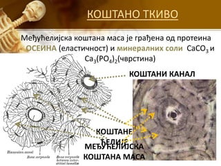 КОШТАНО ТКИВО
Међућелијска коштана маса је грађена од протеина
ОСЕИНА (еластичност) и минералних соли CaCO3 и
Ca3(PO4)2(чврстина)
КОШТАНЕ
ЋЕЛИЈЕ
МЕЂУЋЕЛИЈСКА
КОШТАНА МАСА
КОШТАНИ КАНАЛ
 