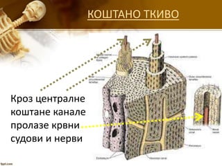 КОШТАНО ТКИВО
Кроз централне
коштане канале
пролазе крвни
судови и нерви
 