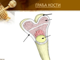 ГРАЂА КОСТИ
 