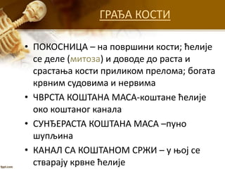 ГРАЂА КОСТИ
• ПОКОСНИЦА – на површини кости; ћелије
се деле (митоза) и доводе до раста и
срастања кости приликом прелома; богата
крвним судовима и нервима
• ЧВРСТА КОШТАНА МАСА-коштане ћелије
око коштаног канала
• СУНЂЕРАСТА КОШТАНА МАСА –пуно
шупљина
• КАНАЛ СА КОШТАНОМ СРЖИ – у њој се
стварају крвне ћелије
 