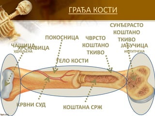 ГРАЂА КОСТИ
ХРСКАВИЦА
ЧВРСТО
КОШТАНО
ТКИВО
КОШТАНА СРЖ
СУНЂЕРАСТО
КОШТАНО
ТКИВО
КРВНИ СУД
ПОКОСНИЦА
ЧАШИЦА
УДУБЉЕНА
ЈАБУЧИЦА
ИСПУПЧЕНА
ТЕЛО КОСТИ
 