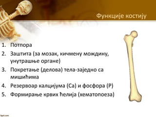 Функције костију
1. Потпора
2. Заштита (за мозак, кичмену мождину,
унутрашње органе)
3. Покретање (делова) тела-заједно са
мишићима
4. Резервоар калцијума (Са) и фосфора (Р)
5. Формирање крвих ћелија (хематопоеза)
 