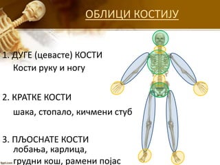 ОБЛИЦИ КОСТИЈУ
1. ДУГЕ (цевасте) КОСТИ
2. КРАТКЕ КОСТИ
3. ПЉОСНАТЕ КОСТИ
Кости руку и ногу
шака, стопало, кичмени стуб
лобања, карлица,
грудни кош, рамени појас
 