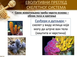 ЕВОЛУТИВНИ ПРЕГЛЕД
СКЕЛЕТНОГ СИСТЕМА
• Свим животињама треба чврста основа –
облик тела и кретање
Сунђери и дупљари –
скелет у виду иглица које
могу да штрче ван тела
(заштита и чврстина)
 