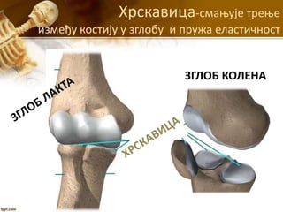 Хрскавица-смањује трење
између костију у зглобу и пружа еластичност
ЗГЛОБ КОЛЕНА
 
