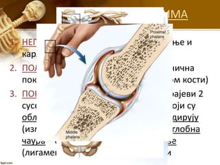 ВЕЗЕ МЕЂУ КОСТИМА
1. НЕПОКРЕТНА (шавови) – кости лобање и
карлице
2. ПОЛУПОКРЕТНА (хрскавица)– огранична
покретљивост (нека ребра са грудном кости)
3. ПОКРЕТНА (зглобови): зглоб чине крајеви 2
суседне кости (јабучица + чашица) који су
обложени хрскавицом, али се не додирују
(између је шупљина са течношћу). Зглобна
чаура – обавија зглоб, а зглобне везе
(лигаменти) – ојачавају везу 2 кости
 