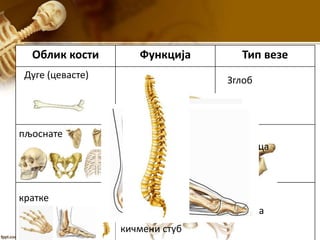 Облик кости Функција Тип везе
Граде руке и
ноге
Зглоб
Дуге (цевасте)
пљоснате
Граде лобању,
карлични и рамени
појас, грудни кош
Шав
Хрскавица
кратке
Граде шаке,
стопала,
кичмени стуб
Зглоб
Хрскавица
 