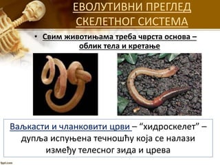 ЕВОЛУТИВНИ ПРЕГЛЕД
СКЕЛЕТНОГ СИСТЕМА
• Свим животињама треба чврста основа –
облик тела и кретање
Ваљкасти и чланковити црви – “хидроскелет” –
дупља испуњена течношћу која се налази
између телесног зида и црева
 