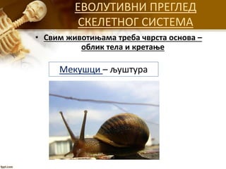 ЕВОЛУТИВНИ ПРЕГЛЕД
СКЕЛЕТНОГ СИСТЕМА
• Свим животињама треба чврста основа –
облик тела и кретање
Мекушци – љуштура
 